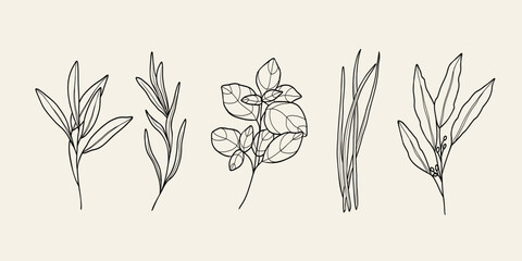 Line art culinary herbs collection © Maria