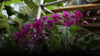 Naklejka premium flowers in the garden