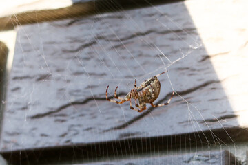 A large spider caught a fly in a web. Hunter and prey.