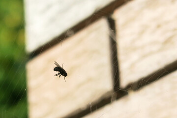 A large spider caught a fly in a web. Hunter and prey.