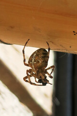 A large spider caught a fly in a web. Hunter and prey.