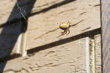 A large spider caught a fly in a web. Hunter and prey.