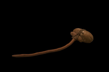 weapon, relic, ancient, indian, south america, background, isola