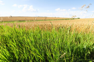 An open field of wheat to the horizon.