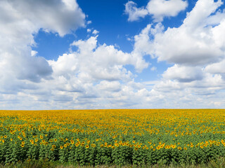 Field with sunflowers, bright yellow flowers. Panoramic shot of ripe seeds in close-up. Seeds that...
