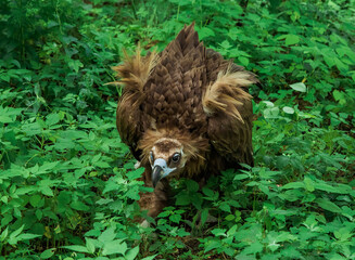 The cinereous vulture (Aegypius monachus) also known as the black vulture, monk vulture and Eurasian black vulture hunting in the forest