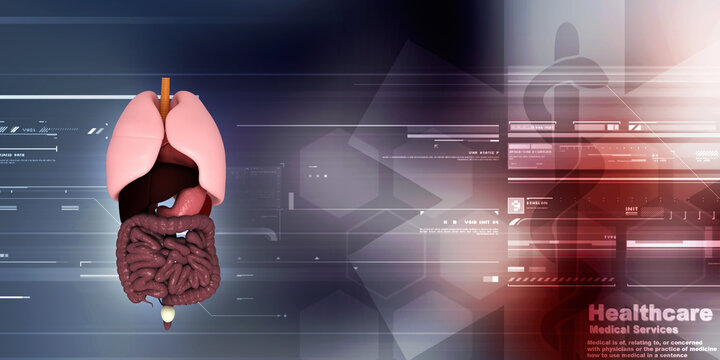 

3d illustration human digestive system