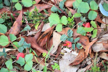 Running Postman (Kennedia prostrata) in flower, native ground cover, South Australia