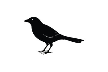 Obraz premium Cute Myna Bird vector art and illustration