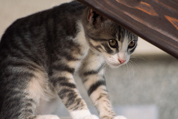 cat on the stairs, close up