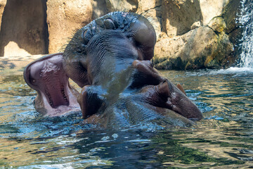 open mouth african hippos big adult and calf close up portrait