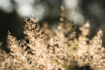 Trawy na jesiennej łące w rosie.