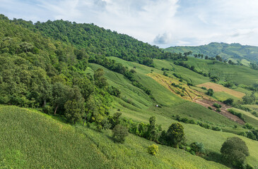 Fototapeta premium The biggest cause of forest loss is agricultural deforestation ,environmental damage in Southeast Asia , global warming and environment.