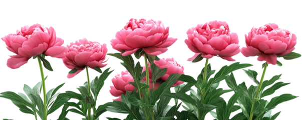 Transparent PNG image of deep pink peonies with rich, velvety petals and green foliage