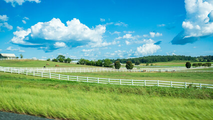 Beautiful meadow under blue sky and white cloud. A peaceful view of country side with white fence, castles are left free range, feeding on grass. Tranquil and serenity feeling. Wallpaper or background