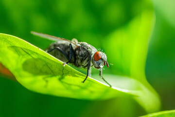 House fly, Fly, House fly on leaf...