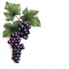 Obraz premium A vibrant cluster of purple grapes adorned with lush green leaves, perfect for food-related themes and nature illustrations.