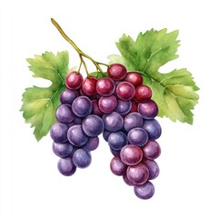 Fototapeta premium A vibrant illustration of a bunch of grapes with lush leaves, showcasing rich colors and detail for culinary or beverage themes.
