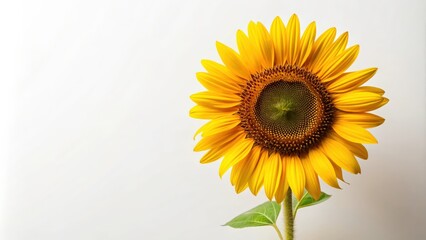 Sunflower on white background, Sunflower, white background, vibrant, nature, yellow, petals, bloom, flower, isolated, bright