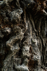 A detailed close-up of rugged tree bark showcasing the natural textures and patterns formed over time. This image highlights the beauty of organic materials and is ideal for use in nature-related desi