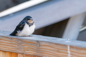 Barn Swallow Fledglings on a railing