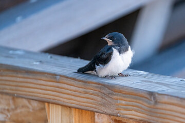 Barn Swallow Fledglings on a railing
