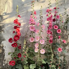 Hollyhocks blooming by a weathered wall