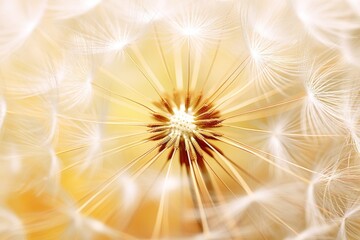 Obraz premium Dandelion flower backgrounds plant.