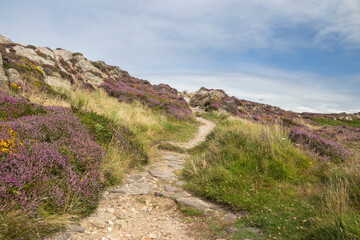 Footpath through the heather and gorse at South Stack, Anglesey, Wales, United Kingdom
