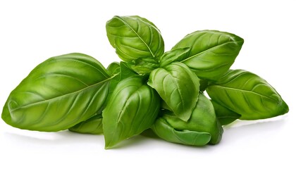 Fresh Green Basil Sprig Isolated on White Background