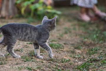 cat plying in the garden 