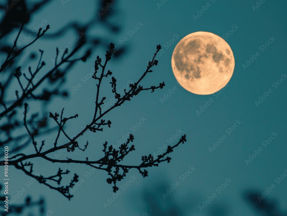 Canvas Prints full moon through tree branches