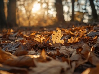 Leaf on Ground Close Up