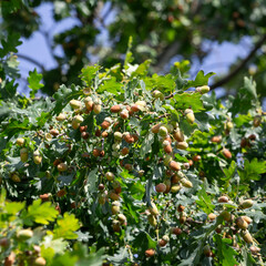 Acorns on oak branch with green leaves
