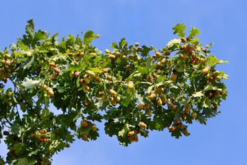 Acorns on oak branch with green leaves