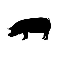 Pig