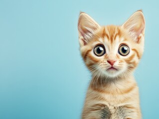 Obraz premium Small orange kitten on blue background