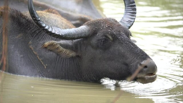 Water Buffalo, Bubalus bubalis in Yala national park, Sri Lanka