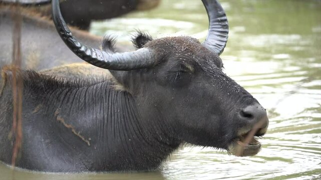 Water Buffalo, Bubalus bubalis in Yala national park, Sri Lanka