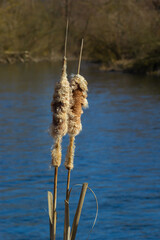 Cattails bulrush Typha latifolia beside river. Closeup of blooming cattails during early spring snowy background. Flowers and seed heads of fluffy cattail