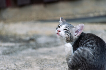 cat scratching with a paw, playful 