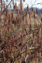 Small branch of black alder Alnus glutinosa with male catkins and female red flowers. Blooming alder in spring beautiful natural background with clear earrings and blurred background