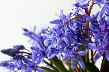 Beautiful blue flowers snowdrops Scilla bifolia alpine squill, two-leaf squill on a white background with space for text. Spring decoration