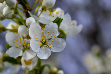 Selective focus of beautiful branches of plum blossoms on the tree under blue sky, Beautiful Sakura flowers during spring season in the park, Floral pattern texture, Nature background