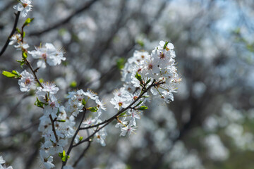 Selective focus of beautiful branches of plum blossoms on the tree under blue sky, Beautiful Sakura flowers during spring season in the park, Floral pattern texture, Nature background