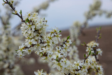 Prunus spinosa, Sloe white flowers in spring. Wild plant from the Rosaceae family witch produces edible berries in late autumn