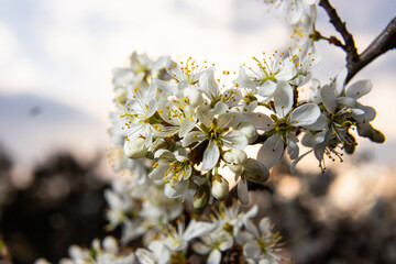 Prunus spinosa, Sloe white flowers in spring. Wild plant from the Rosaceae family witch produces edible berries in late autumn