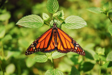Danaus plexippus. The monarch butterfly or simply monarch also called milkweed, common tiger, wanderer, and black-veined brown.