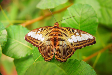 Parthenos Sylvia, the clipper, is a tropical butterfly.