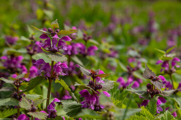 Deaf nettle blooming in a forest, Lamium purpureum. Spring purple flowers with leaves close up